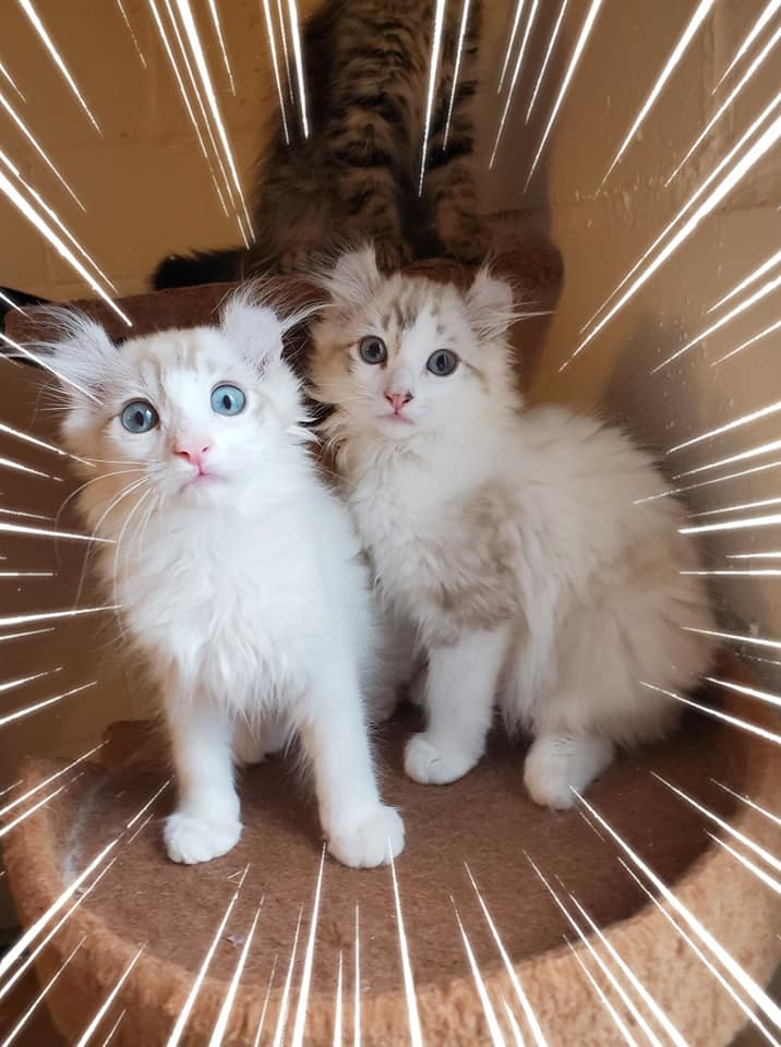 curly kittens for sale